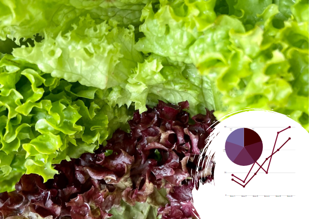 Бізнес-план тепличного вирощування салату і зелені в Україні: джерело прибутку нон-стоп
